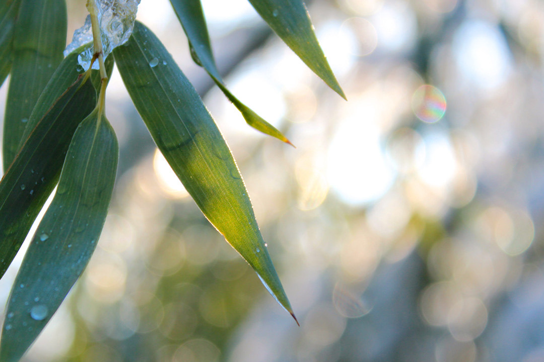 bamboobokeh
